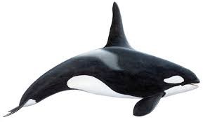 megalodon orca