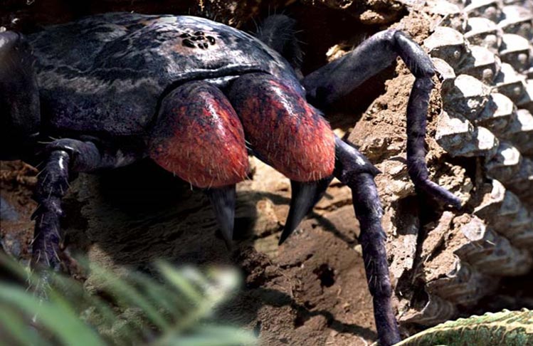 Mesothelae-araña-gigante