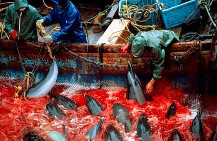 matanza-delfines