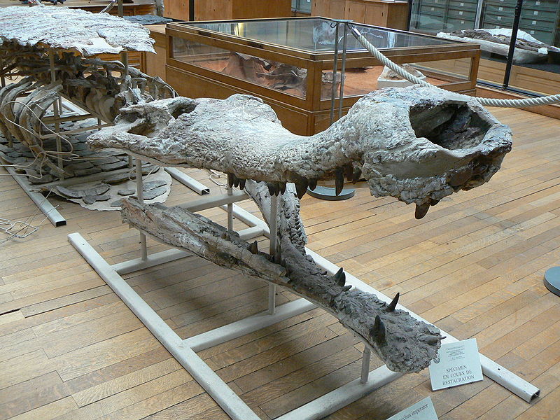800px-Sarcosuchus_imperator_side
