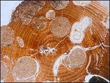 tronco fosil antartida