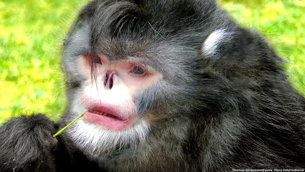 Mono sin nariz reconstrucción