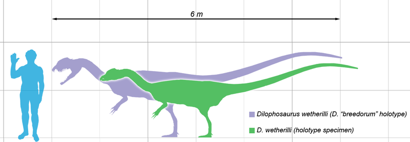 Dilophosaurus_scale