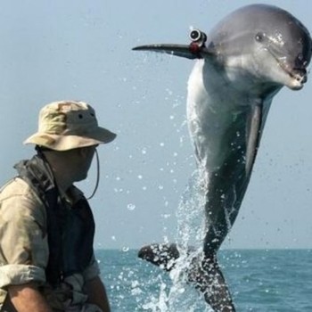 delfín militar